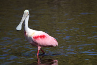 Everglades National Park - Guy Bradley Trail